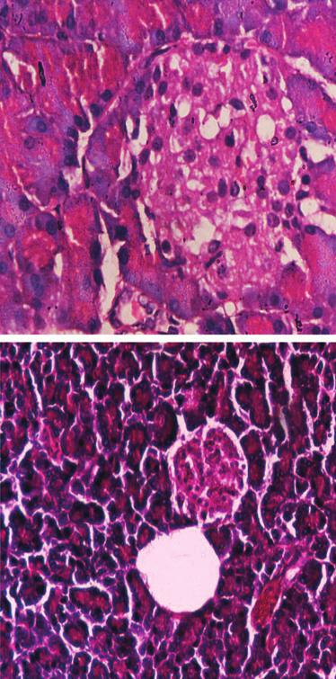 for 21 days. The section from the control rat shows normal pancreatic histoarchitecture (a). In the diabetic rat, MMtE treatment has resulted in normal pancreatic islets (b).