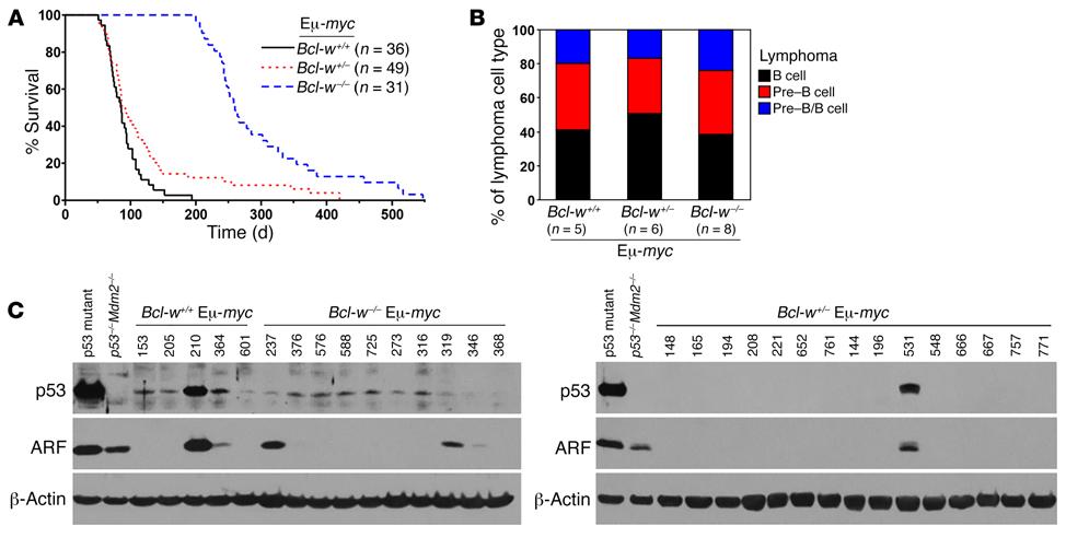 Figure 3. Loss of Bcl-w profoundly delays MYC-driven lymphomagenesis. (A) Kaplan-Meier survival curves of Bcl-w +/+ Eμ-MYC, Bcl-w +/ Eμ-MYC, and Bcl-w / Eμ-MYC Tg mice. P < 0.