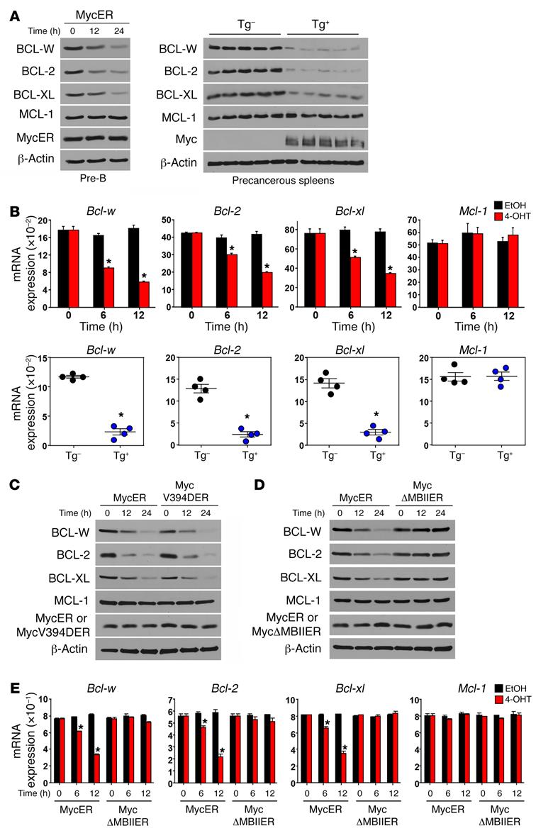 Figure 4. MYC suppresses BCL-W expression in normal cells.