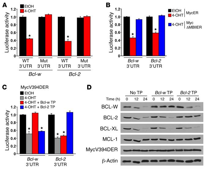 Figure 5. BCL-W expression is regulated by MYC through transcriptional upregulation of the mir-15 family.