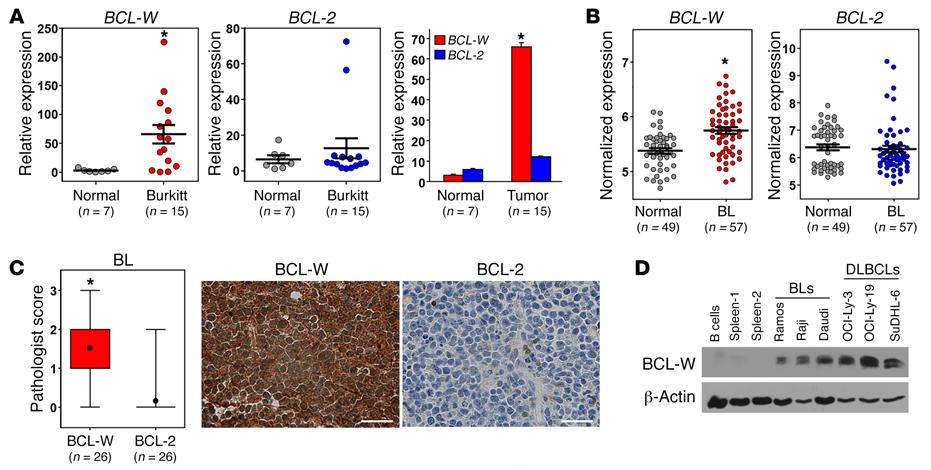 Figure 6. BCL-W expression is selected for in human BL. (A) qrt-pcr analysis (in triplicate) of samples from patients with BL (n = 15) compared with normal lymphoid control tissue (n = 7).