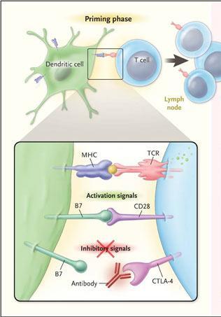 Ipilimumab Antigen-presenting cells present antigens to T cells Need additional signal to activate T cell B7 on APC binds to CD28 on T cell to provide co-stimulation.