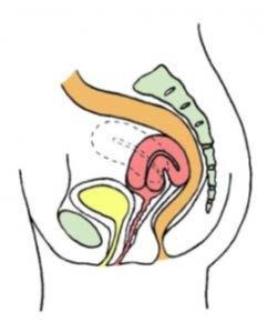 Uterus Normal