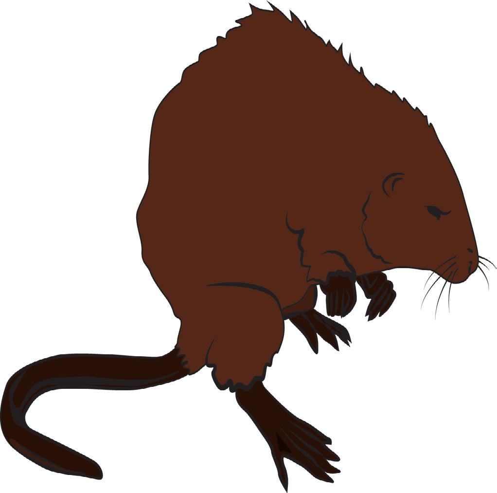 MUSKRAT NUTRITIONAL FACT SHEET SERIES MUSKRAT IS GOOD FOR US! The muskrat is appreciated as an animal that restores the land after a flood and keeps the rivers and lakes flowing.