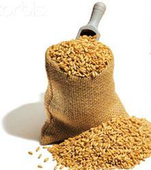 A BALANCED RATION is the amount of feed that will supply the proper amount and
