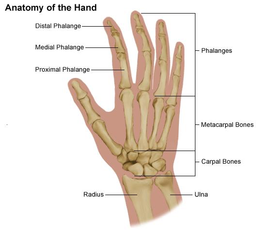 Anatmy f the hand: Hand Pain & Prblems The hand is cmpsed f many different bnes, muscles, and ligaments that allw fr a large amunt f mvement and dexterity.