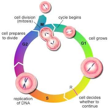Internal regulators allow the cell cycle to only when certain processes have happened inside the