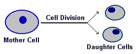 10 1 Cell Growth Division of the Cell Parent Cell Before it becomes too large ( SA/V), a growing cell divides