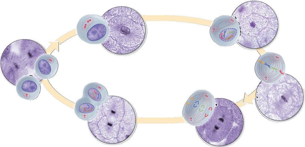 Mitosis In eukaryotes, cell division occurs