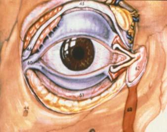 OCULAR TRAUMA EYELID LACERATIONS CHECK FOR INVOLVEMENT OF PUNCTI, CANALICULAR DUCTS