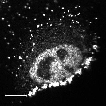 However, the nearly perfectly spherical shape of the WSN virus allowed us to detect an interesting morphological defect of budding viruses in CD81-knockdown cells.
