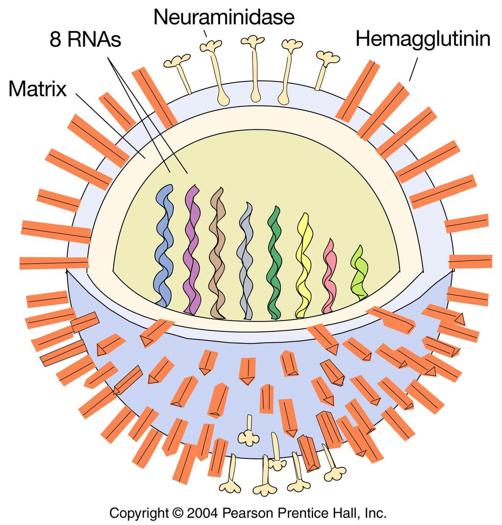 2 glycosylated proteins on the surface, HA (hemagglutinin) and NA (neuraminidase) The virus is capable of generating a lot of genetic variability First, like other RNA viruses, the lack of