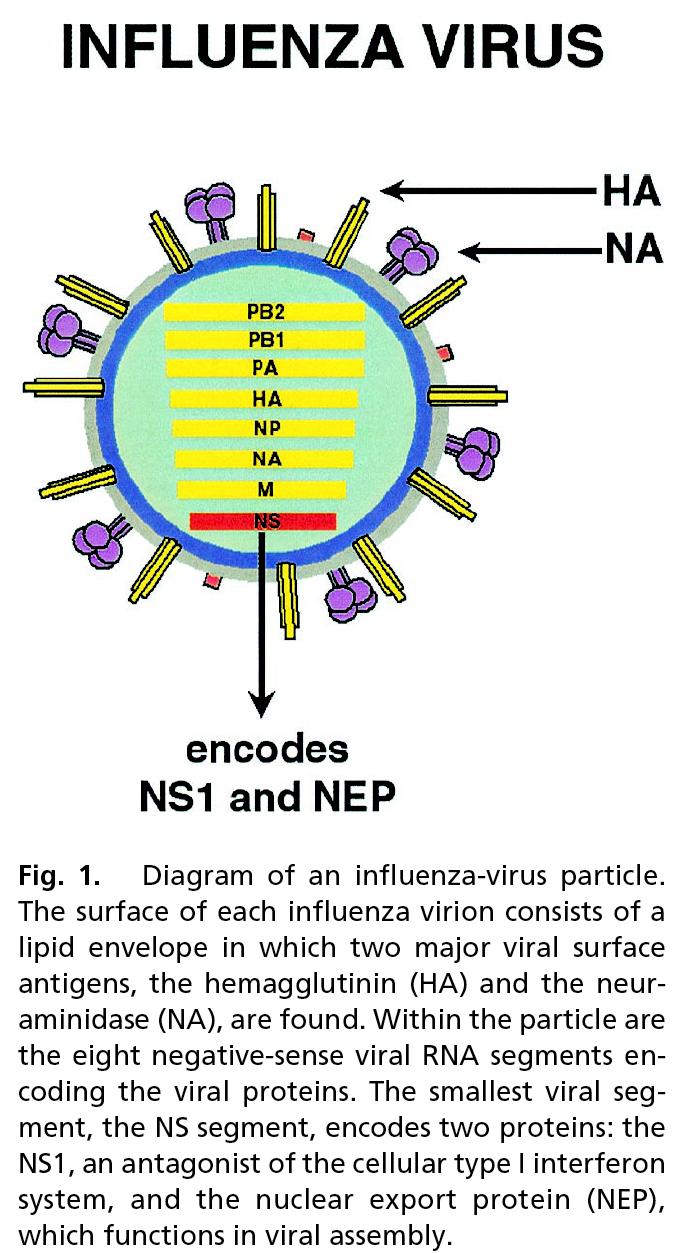 HA and NA are involved in virus attachment and release from hosts cells They are the primary targets of the immune system in humans (and swine) This high mutation rate, in turn, leads to a high