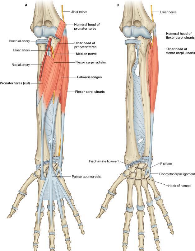 Median nerve in forearm Muscular: Pronator teres, Flexor carpi radialis, Palmaris longus & Flexor digitorum superficialis.