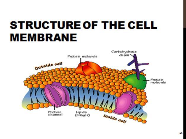 filaments of cytoskeleton Provide a binding site for enzymes Interlocking surfaces bind cells together (junctions) Contains the cytoplasm (fluid in cell) Cell
