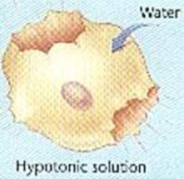 cell until equilibrium is reached Cells will shrink & die if too much water is lost Plant cells become flaccid (wilt); called plasmolysis Osmosis - Hypotonic Solution Solute concentration greater