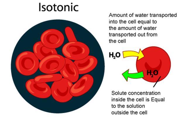 Animal cells do best in isotonic solutions How Cells Deal With Osmosis The cells of animals on land are usually in isotonic environment (equilibrium) Freshwater organisms live in hypotonic