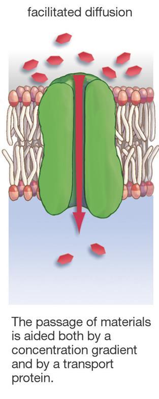 solute attaches to them Change in carrier protein shape helps move solute across the membrane Channel proteins in the cell membrane form tunnels across the membrane to move materials