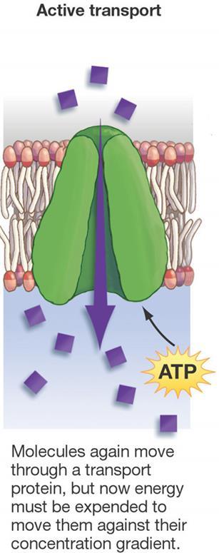 Active Transport Requires the use of ATP or energy Moves materials against their concentration gradient from an area of lower to higher concentration (AGAINST concentration gradient) May also involve