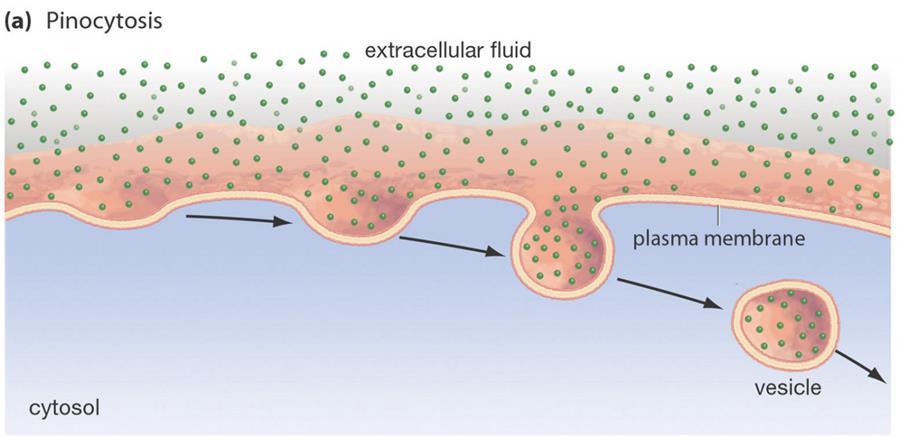 Fluids taken into membrane-bound vesicle Known as "cell drinking" Bulk Transport Receptor