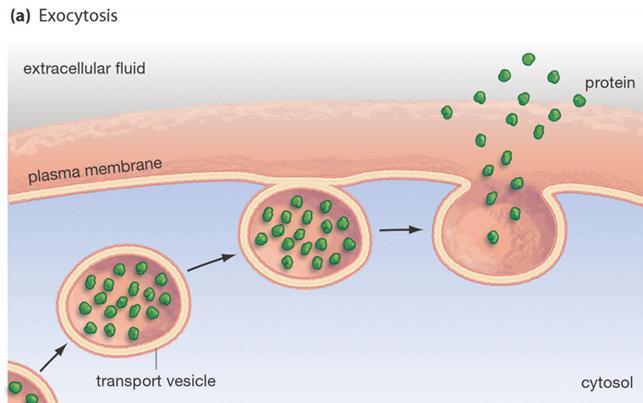 as wastes, mucus, & cell products Proteins made by ribosomes in a cell are packaged into