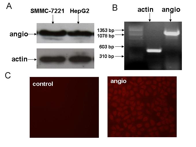 angiocidin mrna and protein in HepG2 cells are studied through RT-PCR and immunoflurence technology.