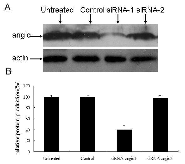 A: Western blot analysis of angiocidin protein expression in SMMC-7221 and HepG2 cells. B: The angiocidin mrna expression in HepG2 cell indicated by RT-PCR analysis.