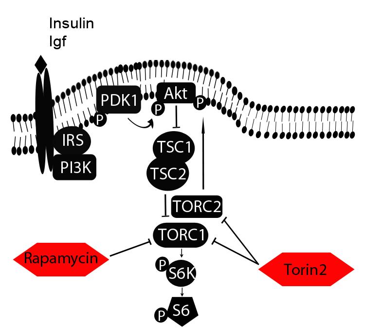 Figure 2. Schematic Diagram of mtor Inhibition by Rapamycin and Torin2. Insulin and IgF are two activators of the mtor pathway in Xenopus.