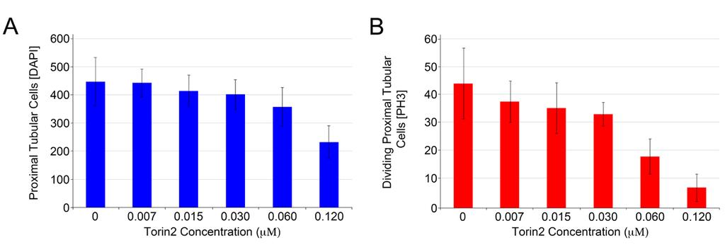 Figure 5. Effectiveness of Torin2 is Concentration Dependent. (A) Total number of pronephros proximal tubule cells. (B) Number of pronephros proximal tubule cells in mitosis.