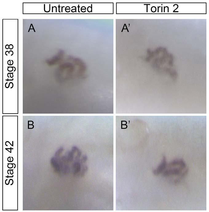 Figure 7. Pronephros Size After Torin2 Treatment.