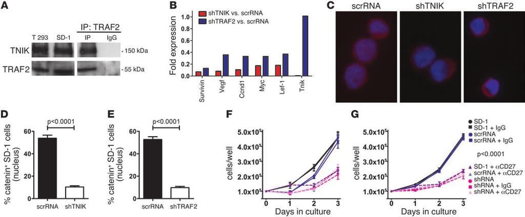 Figure 9 CD27-TRAF2-TNIK signaling induces the Wnt pathway in human leukemia cells.