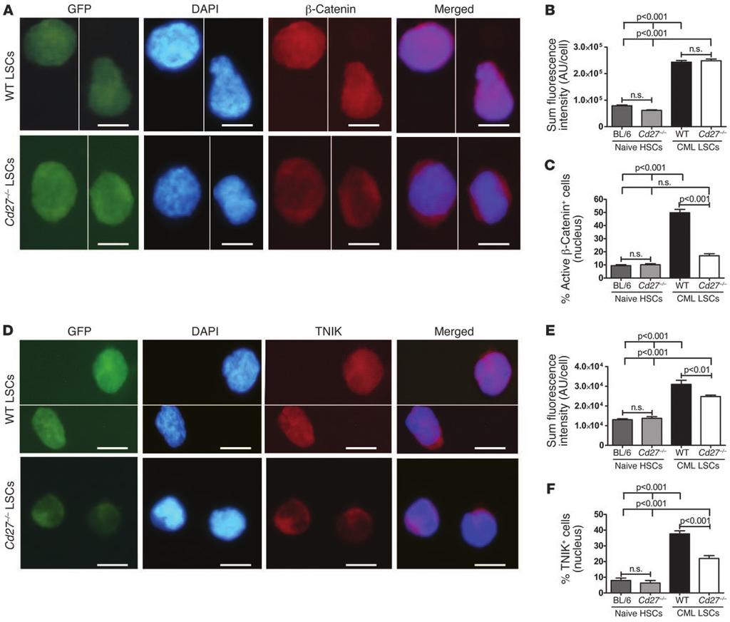 Figure 5 CD27 signaling increases nuclear localization of active β-catenin and TNIK in LSCs. (A) Immunostainings for active β-catenin in LSCs from WT and Cd27 / CML mice.