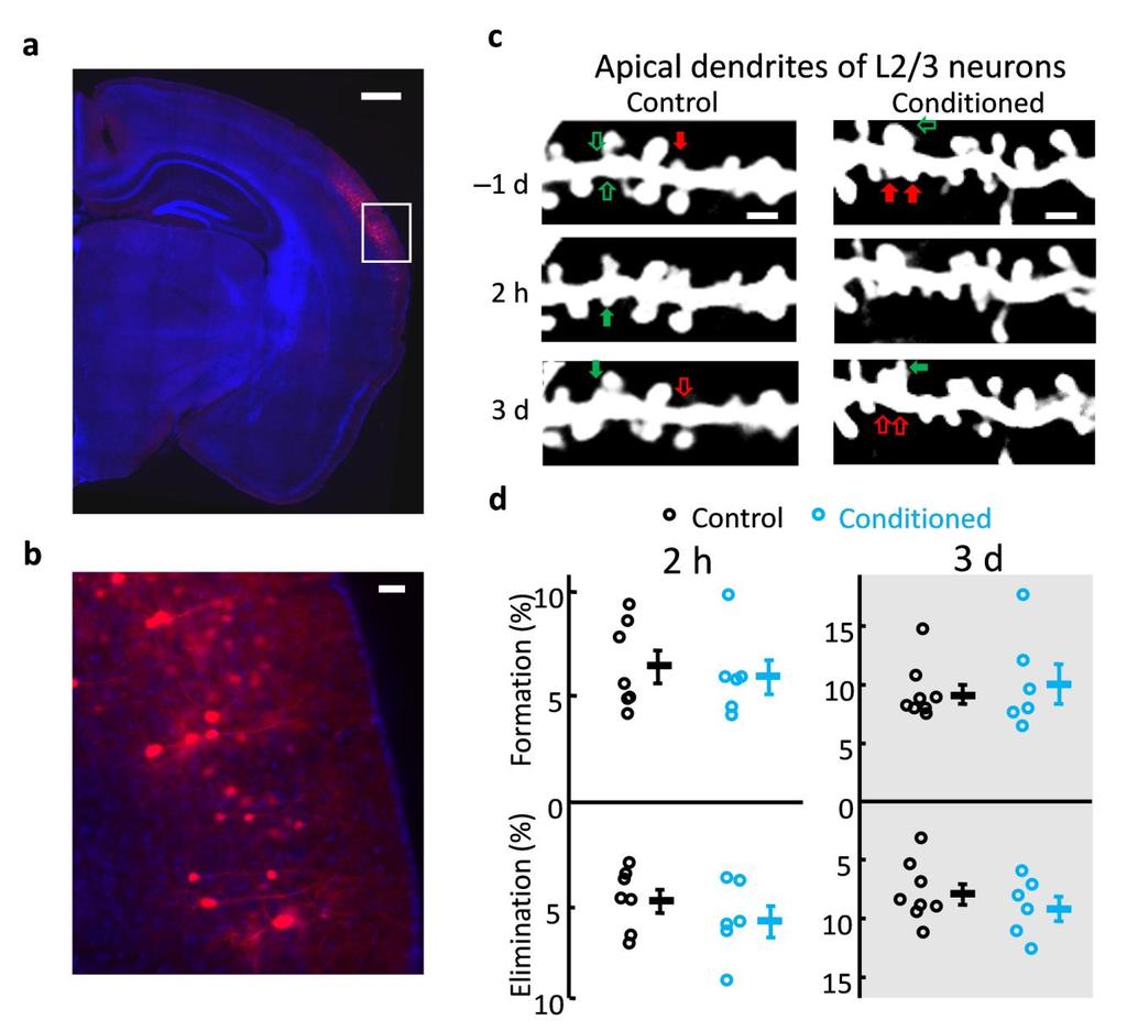 Supplementary Figure 8 No changes in the spine dynamics in the apical dendrites of ACx L2/3 neurons. (a) Image showing that L2/3 neurons were labeled with tdtomato using in-utero electroporation.