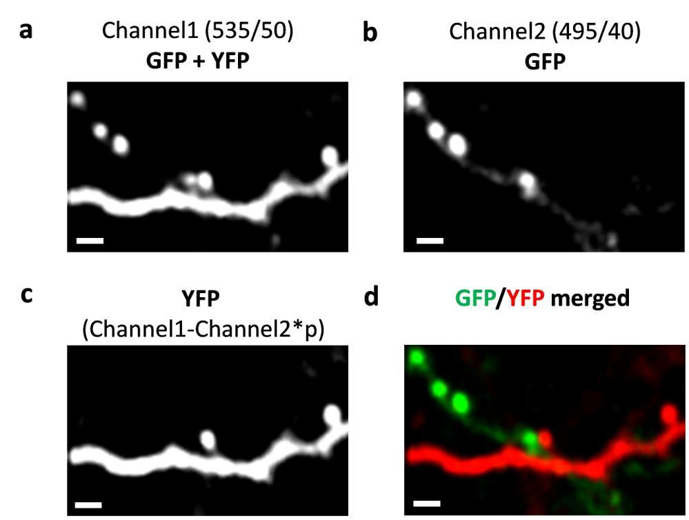 Supplementary Figure 9 Example images demonstrating separation of GFP and YFP signals. (a) Signals obtained with 535/50 bandpass filter, both GFP and YFP signals were collected.