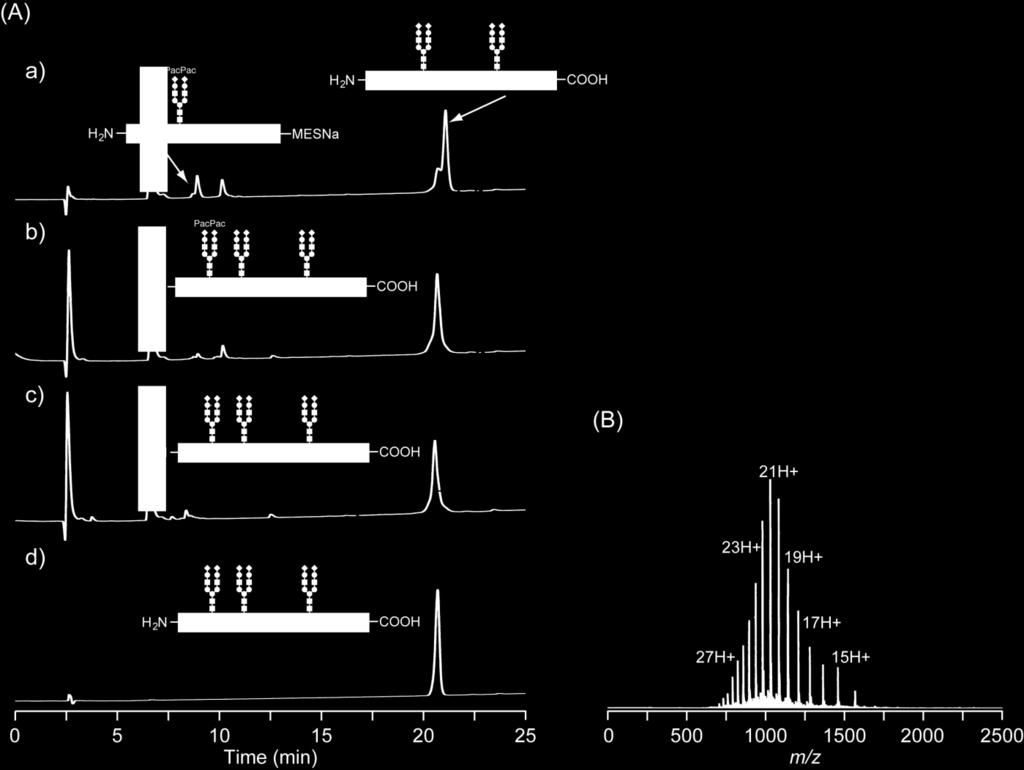 (A) RP-HPLC analysis of reaction mixture at a) starting point (t<1 min) and b) after 3 h; c) deprotection of Pac group completed