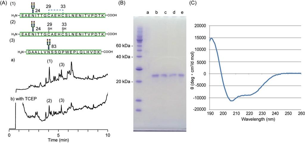 Supplemental Figure 25. Characterization of misfolded EPO N24, N83 (compound 7). (A) Structure of the resultant glycopeptide and peptide fragments (1), (2) and (3) after trypsin digestion.
