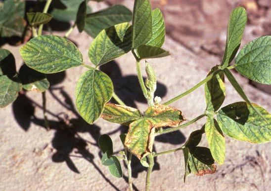 of Mo, so the application of very high rates of sulfatecontaining fertilizer may induce a Mo deficiency in soils that are marginally deficient in Mo.