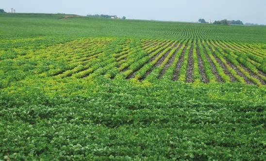 Past knowledge of IDC symptoms and measurements such as ph and calcium carbonate or soluble calcium salts are typically used to identify field areas prone to IDC in soybean.