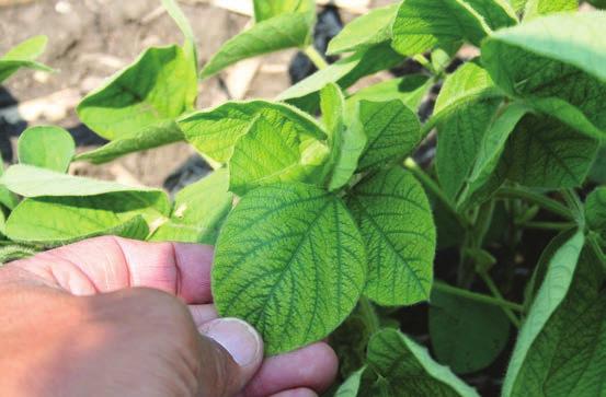 Figure 7. Interveinal chlorosis of soybean leaves typical of Mn deficiency. Photo courtesy of James Camberato.