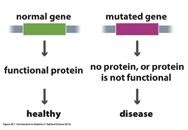 v Definition: Mutation that reduces/abolishes a proteins activity. Inactivation of a particular gene. Accounts for a vast majority of monogenic disorders.