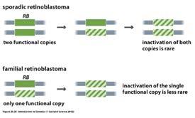 Inactivation of tumor suppressor genes: 1. Point mutation: 2. Deletion of portion of coding sequence 3.