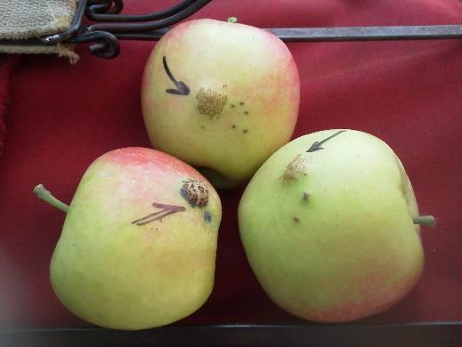 Syllit (dodine) Applications aren't allowed in apples after pink, according to the label. However, applications after bloom are still allowed on pears.