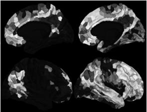 edges) Maturational Coupling Echoes White Matter and FMRI Connectivity Fire together
