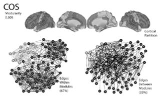 The brain matures by becoming more connected (white matter) and more specialized