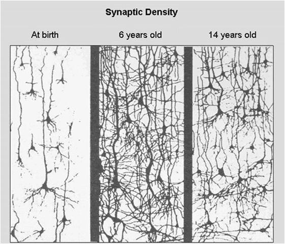 both vulnerability and opportunity White Matter Linear increase Not different by