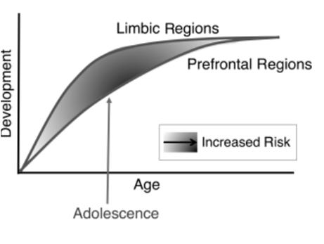 A changing prefrontal/limbic balance affects reward