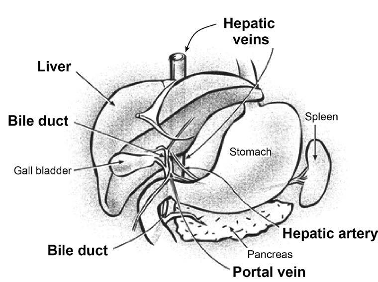 This drawing shows the connections to the liver that must be cut during transplant surgery. Veno-Venous Bypass A veno-venous bypass is used in some operations.