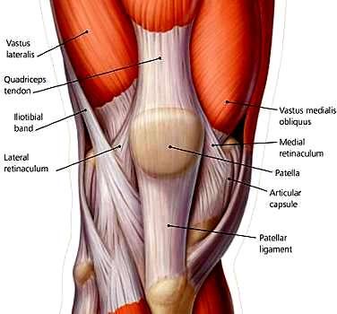 Soft tissue structures : 1- Quadriceps muscle ( Extensor mechanism): Dynamic stabilizer Anatomy of the extensor mechanism consists of the tibial tubercle, the patellar tendon, the patella, the