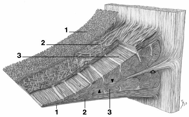 21 Electron microscopy has revealed that there are three distinct layers to the menisci as shown in Figure 1.7.