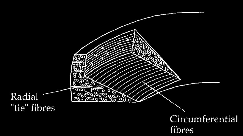 30 Figure 1.12 Radial and circumferential fibers [44] Figure 1.